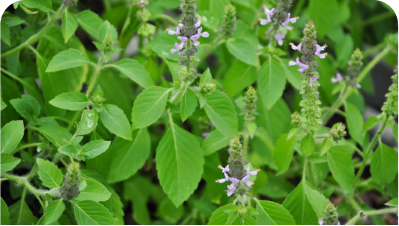 Tulsi