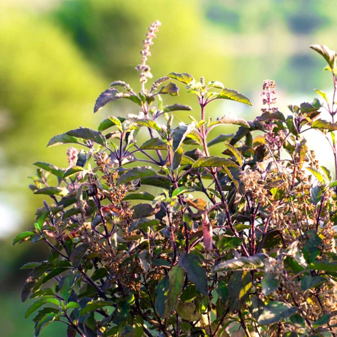Tulsi